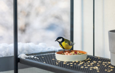 Bird Trays